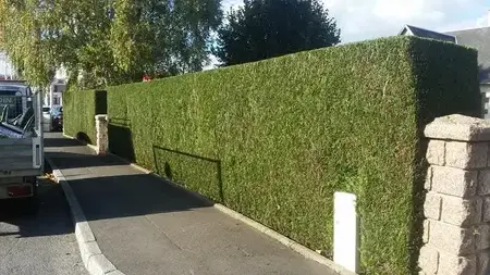 abattage arbre à Villedieu-les-Poêles - image 2