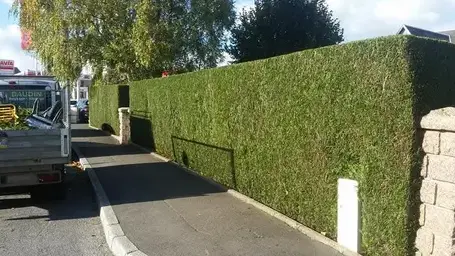 abattage arbre Vire-1