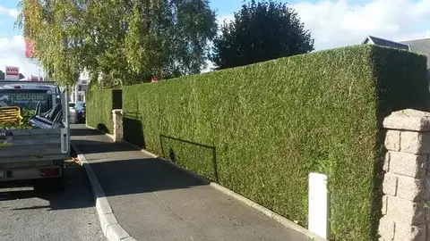 élagage à Saint-Lô - image 3