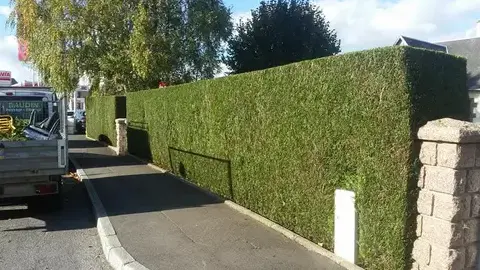 élagage Villedieu-les-Poêles-1