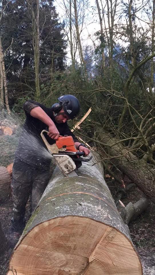 Travaux d'élagage